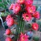Семена кактуса Trichocereus hybrid