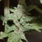 Автоцветущие сорта конопли Auto Lemon Skunk feminised GanjaLiveSeeds