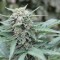 Качественные семена конопли Auto Lemon Skunk feminised GanjaLiveSeeds