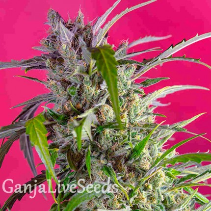 Indigo Berry Kush feminised Ganja Seeds