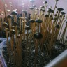 купить споры псилоцибиновых грибов Panaeolus Cyanescens Wild Coast African