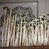 споры галлюциногенных грибов Panaeolus Cyanescens Wild Coast African