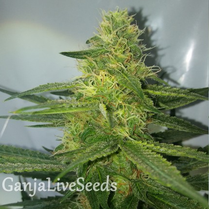 AK feminised Ganja Seeds