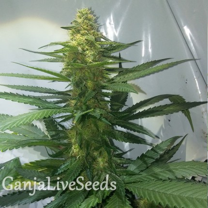 AK feminised Ganja Seeds