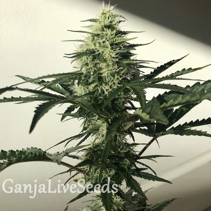 Afghani #1 feminised Ganja Seeds