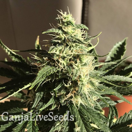 Afghani #1 feminised Ganja Seeds