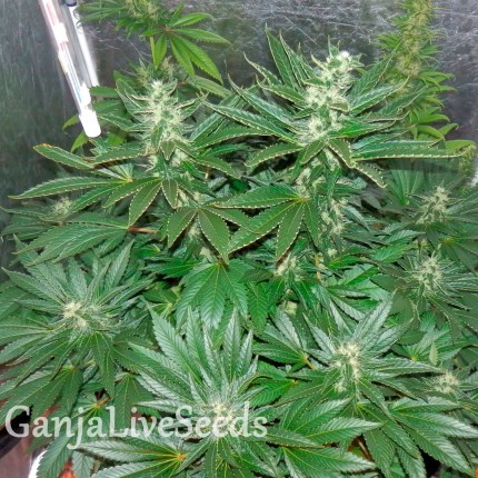 Auto White Widow CBD feminised GanjaLiveSeeds