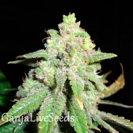 Auto White Widow CBD feminised GanjaLiveSeeds