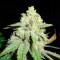 семена конопли курьером Auto White Widow CBD feminised Ganja Live Seeds