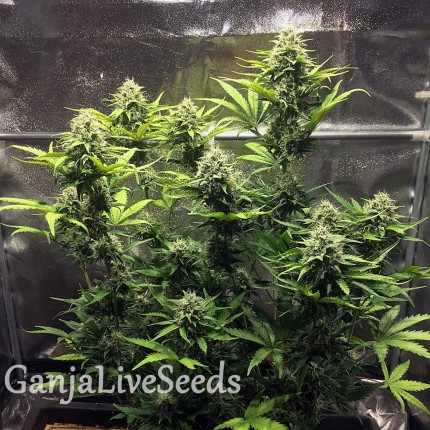 Cheese Berries feminised Ganja Seeds