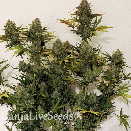 Cheese Berries feminised Ganja Seeds