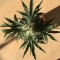 Недорогие семена конопли  Auto Afghan Kush feminised Ganja Seeds
