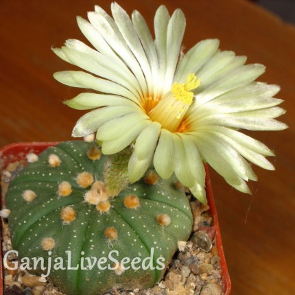 Astrophytum asterias