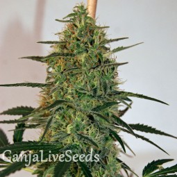 Auto Malana Bomb feminised Ganja Seeds