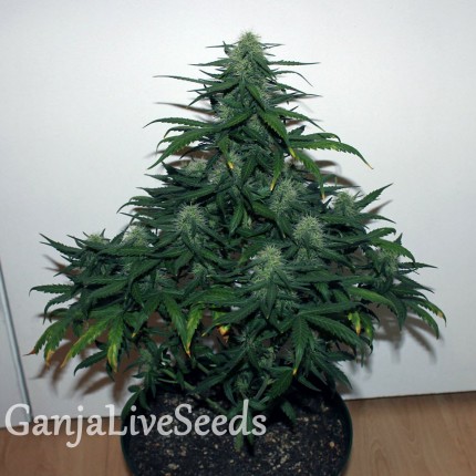 Auto Malana Bomb feminised Ganja Seeds