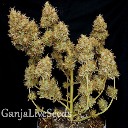 Auto Malana Bomb feminised Ganja Seeds