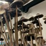 споры галлюциногенные грибы купить Panaeolus Cyanescens Alabama