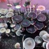 псилоцибиновые споры закон Panaeolus Cyanescens Alabama