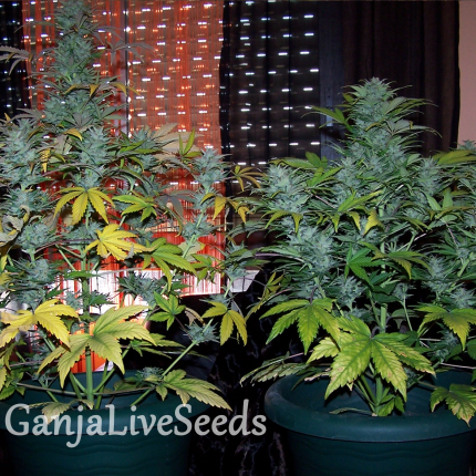 Auto White Dwarf feminised Ganja Seeds