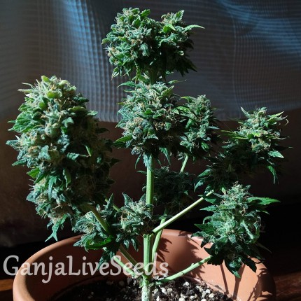 Auto White Dwarf feminised Ganja Seeds