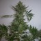семена конопли дешево AK 47 feminised Ganja Live Seeds