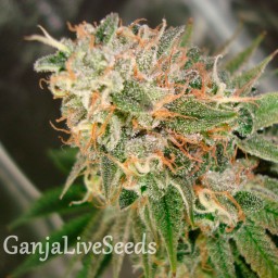 Cookies Kush feminised Ganja Seeds