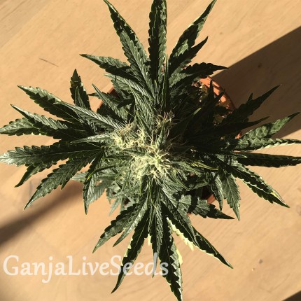 Auto Afghan Kush feminised GanjaLiveSeeds