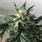 Семена каннабиса Auto Afghan Kush feminised GanjaLiveSeeds