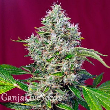 San Fernando Lemon Kush feminised Ganja Seeds