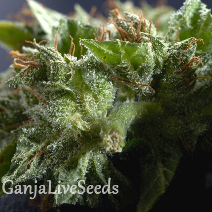 Morhine feminised Ganja Seeds