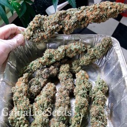 Kalichakra feminised Ganja Seeds