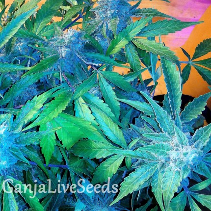 Auto Blueberry x Sweet Tooth feminised Ganja Seeds