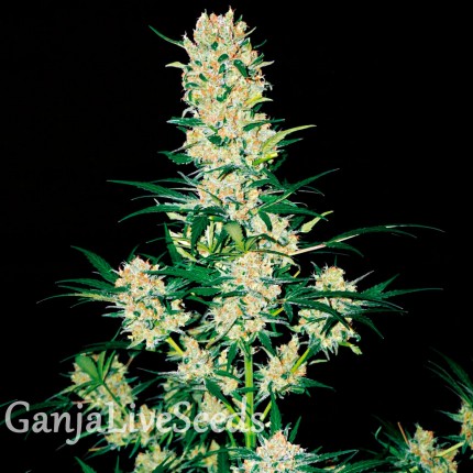 AK 49 feminised GanjaLiveSeeds