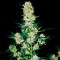 семена конопли почтой AK 49 feminised Ganja Live Seeds