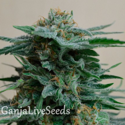 AK 49 feminised GanjaLiveSeeds
