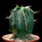 Семена кактусов Astrophytum ornatum