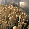 отзывы где купить споры псилоцибиновых грибов Panaeolus Cyanescens