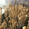 споры псилоцибиновый гриб законность Panaeolus Cyanescens