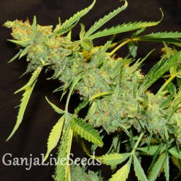 Auto Northern Lights x White Widow feminised Ganja Seeds