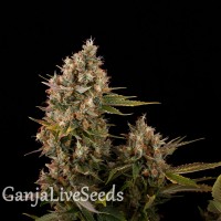 Blue Power feminised Ganja Seeds