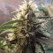 семена конопли в фирменной упаковке Amnesia feminised Ganja Live Seeds
