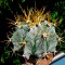 Семена кактусов Astrophytum ornatum var. mirbelii