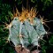 Купить семена кактусов Astrophytum ornatum var. mirbelii