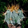 Купить семена кактусов Astrophytum ornatum var. mirbelii