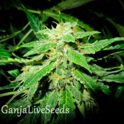 Auto OG Kush feminised GanjaLiveSeeds