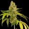 Интернет магазин семян Auto OG Kush feminised GanjaLiveSeeds