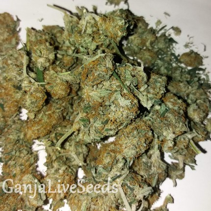 Auto Lemon Haze feminised Ganja Seeds