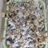 завели дело за приобретение спор псилоцибиновых грибов Panaeolus Cyanescens Aussi X Bali Indonesia