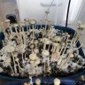 псилоцибиновый гриб споры выращивание Panaeolus Cyanescens Aussi X Bali Indonesia