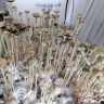 споры псилоцибиновый Panaeolus Cyanescens Aussi X Bali Indonesia